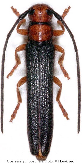 oberea_erythrocephala_schurmanni.jpg