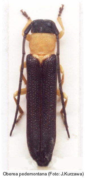 oberea_pedemontana.jpg
