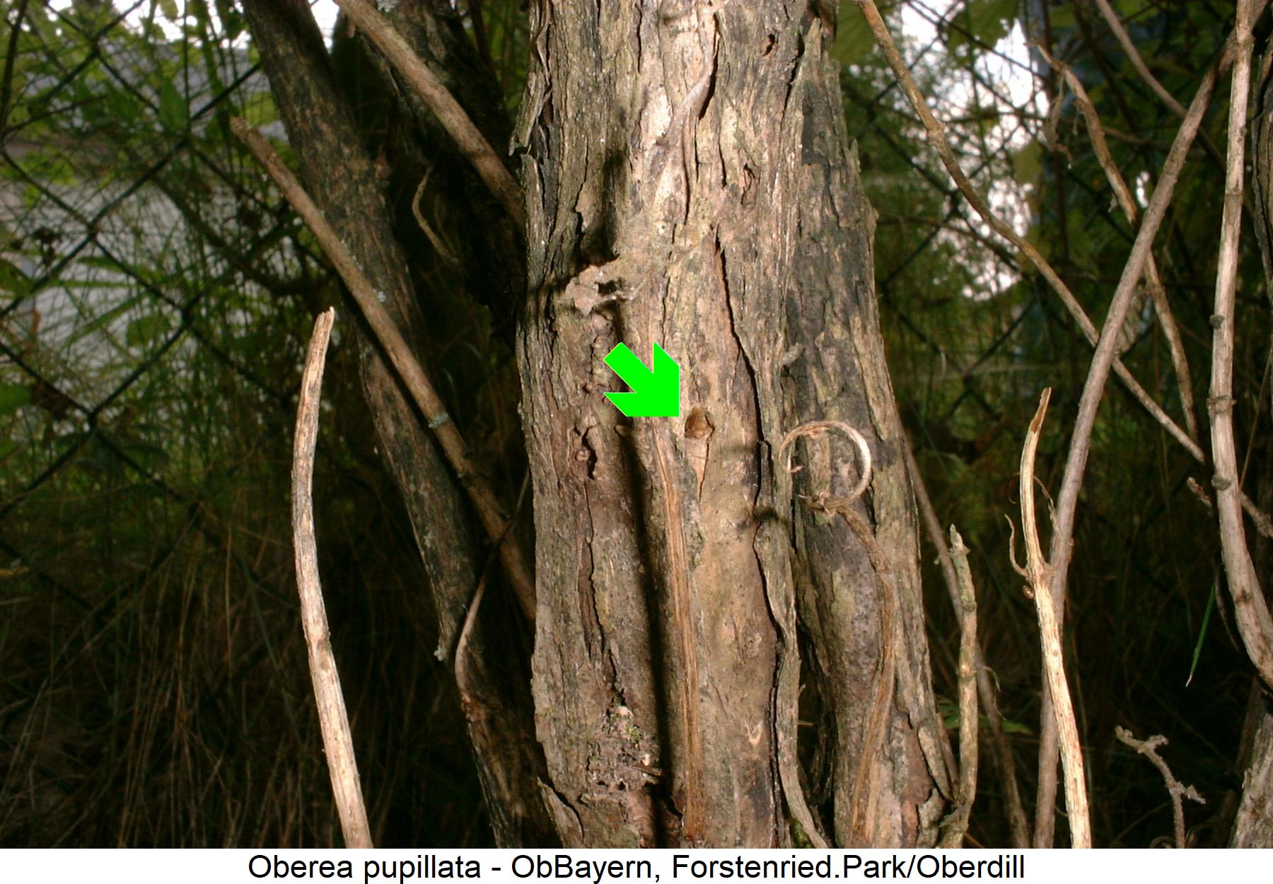oberea_pupillata_holz.jpg