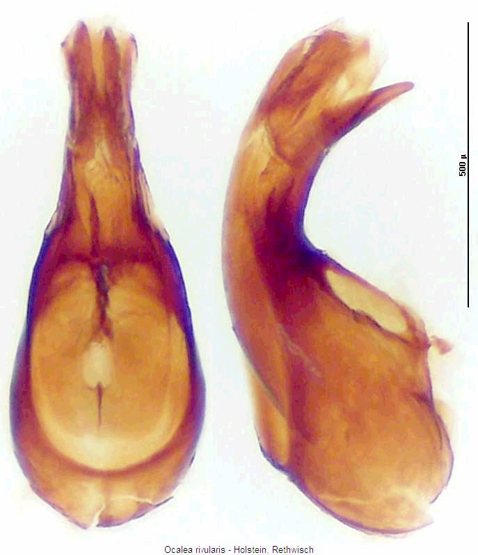 ocalea_rivularis.jpg