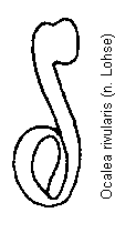 ocalea_rivularis_sperm.gif