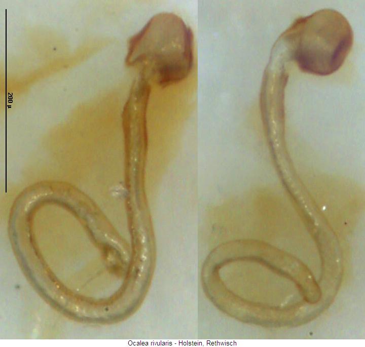ocalea_rivularis_sperm.jpg