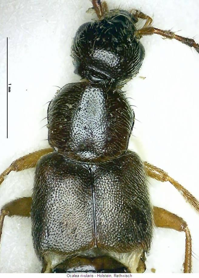 ocalea_rivularis_vk.jpg