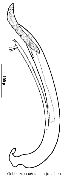 ochthebius_adriaticus.gif