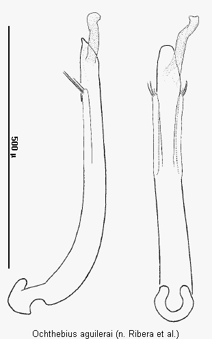 ochthebius_aguilerai.gif