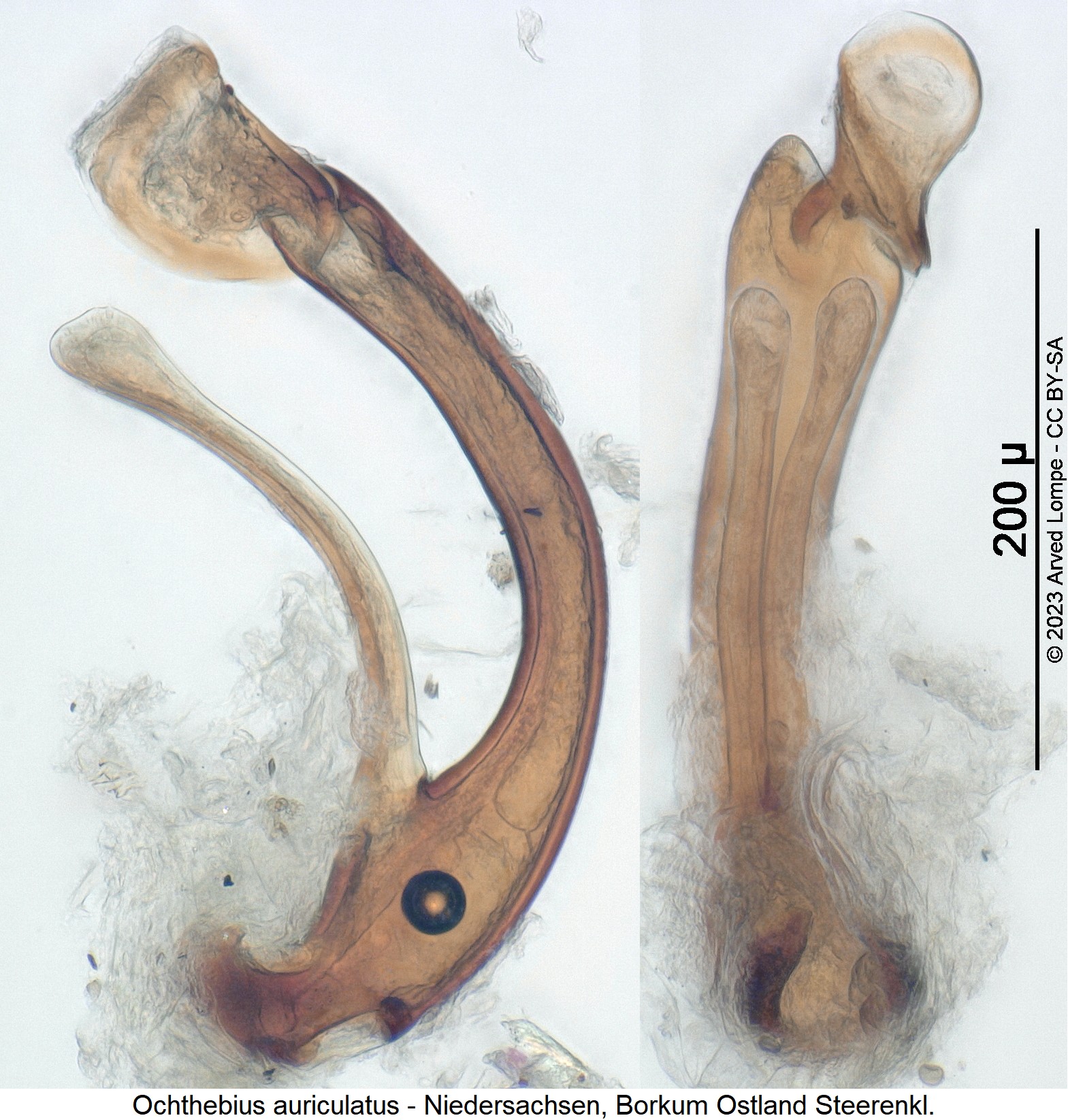 ochthebius_auriculatus1.jpg