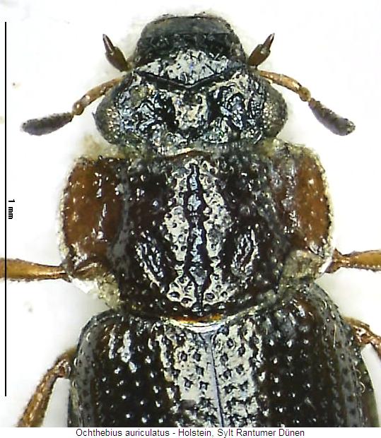 ochthebius_auriculatus_vk.jpg