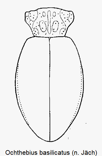 ochthebius_basilicatus_hab.gif