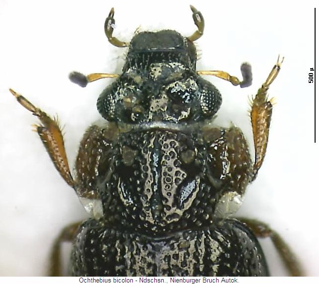 ochthebius_bicolon_vk.jpg