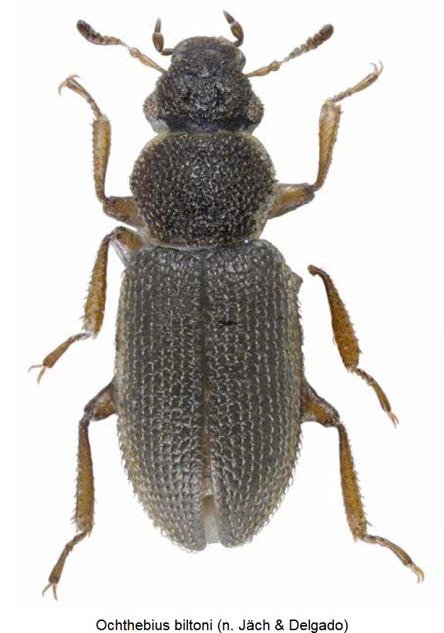 ochthebius_biltoni_hab.jpg