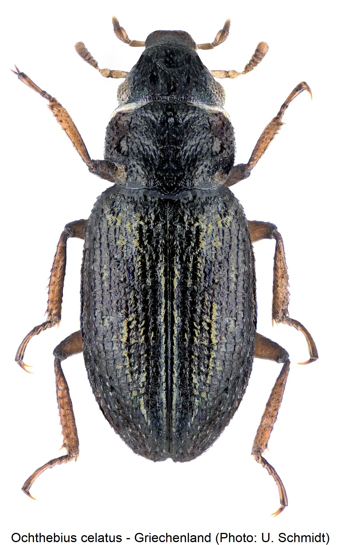 ochthebius_celatus_hab.jpg
