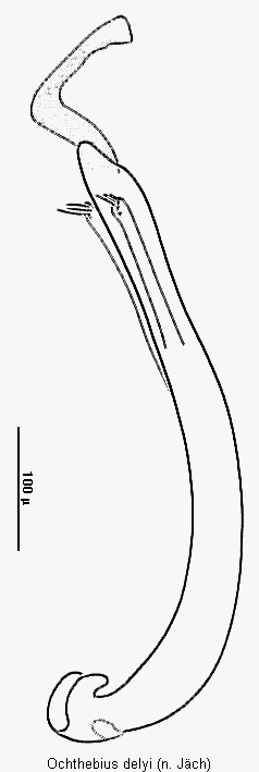 ochthebius_delyi.gif