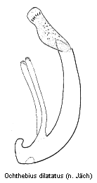ochthebius_dilatatus.gif