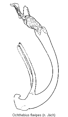 ochthebius_flavipes.gif