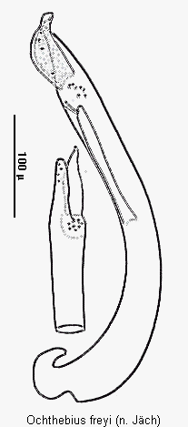 ochthebius_freyi.gif