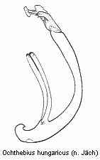 ochthebius_hungaricus.gif