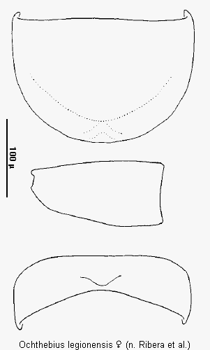 ochthebius_legionensis_tergit.gif
