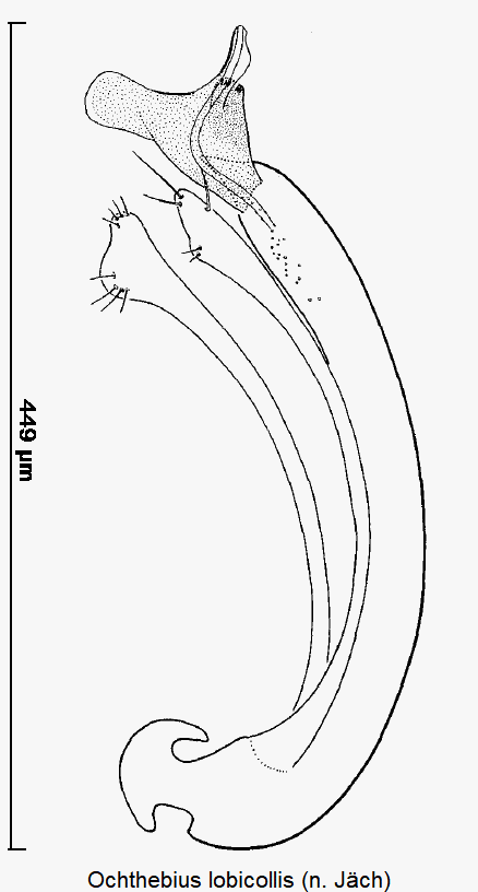 ochthebius_lobicollis.gif
