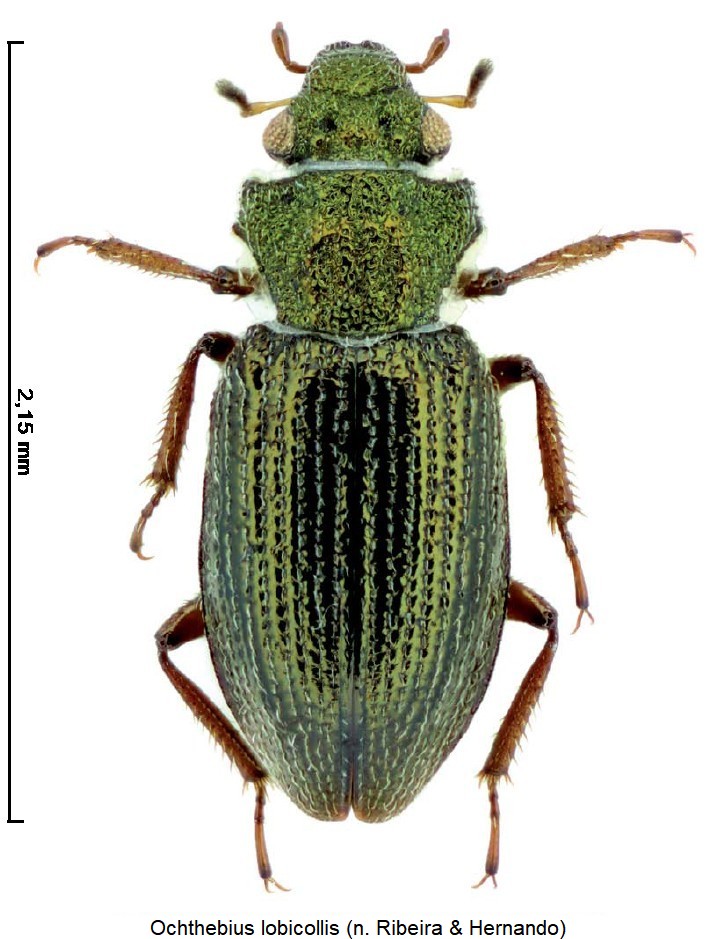 ochthebius_lobicollis_hab.jpg