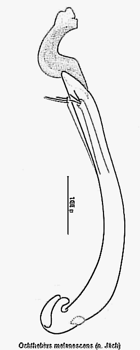 ochthebius_melanescens.gif