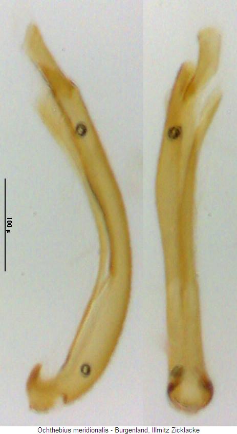 ochthebius_meridionalis.jpg