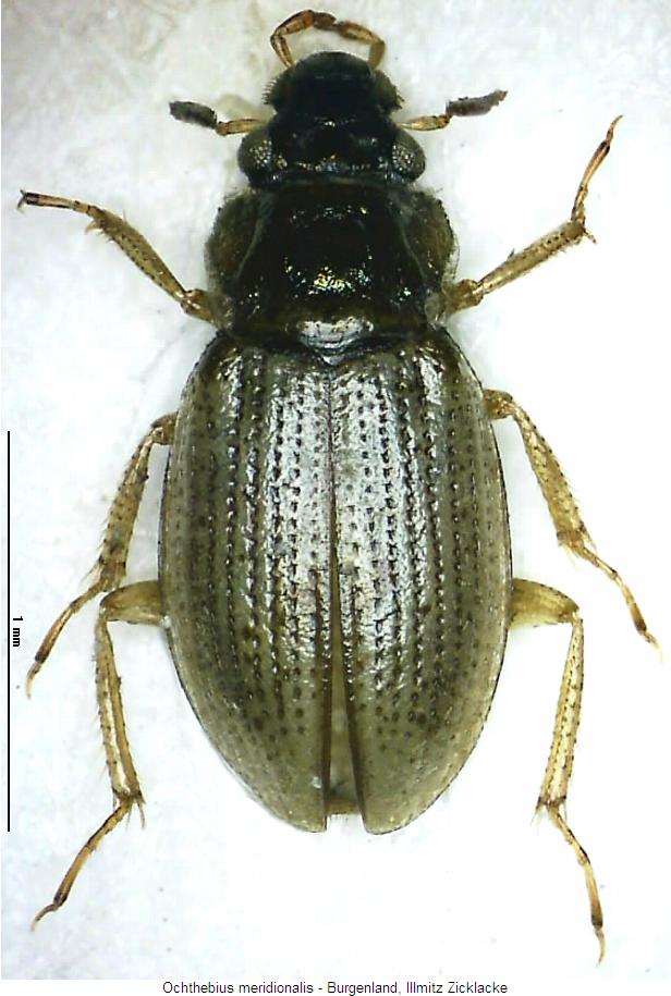 ochthebius_meridionalis_hab.jpg