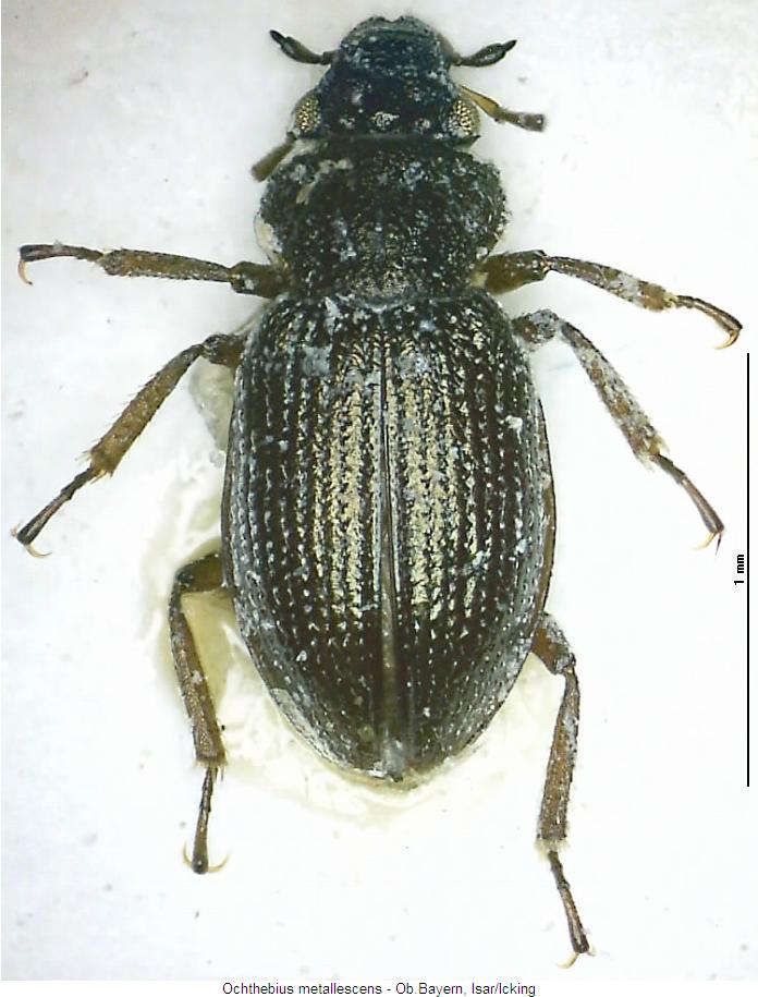 ochthebius_metallescens_hab.jpg