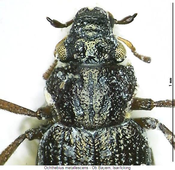 ochthebius_metallescens_vk.jpg