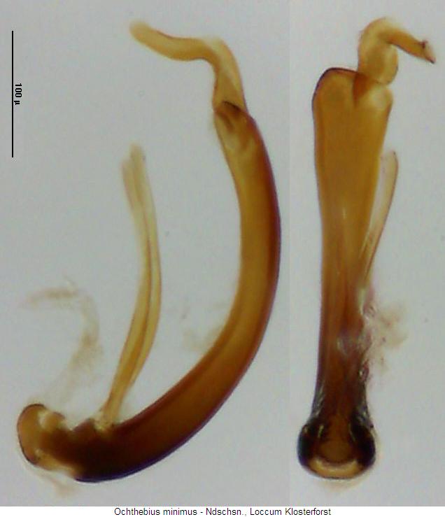 ochthebius_minimus.jpg