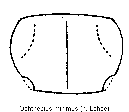 ochthebius_minimus_hsch.gif