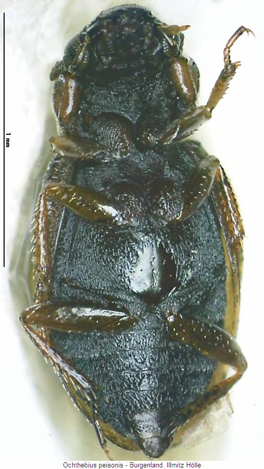 ochthebius_peisonis_us.jpg