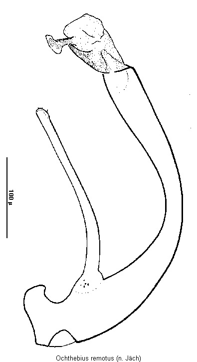 ochthebius_remotus.gif