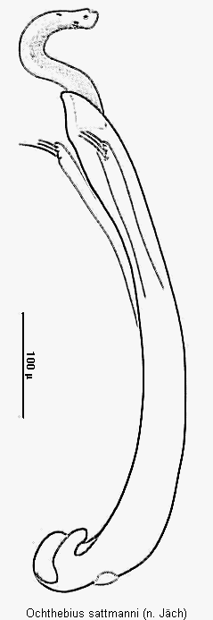 ochthebius_sattmanni.gif