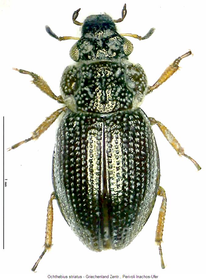 ochthebius_striatus_hab.jpg