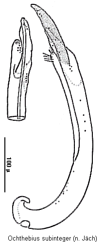 ochthebius_subinteger.gif