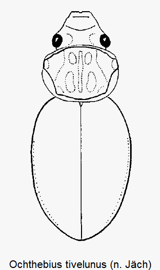 ochthebius_tivelunus_hab.gif