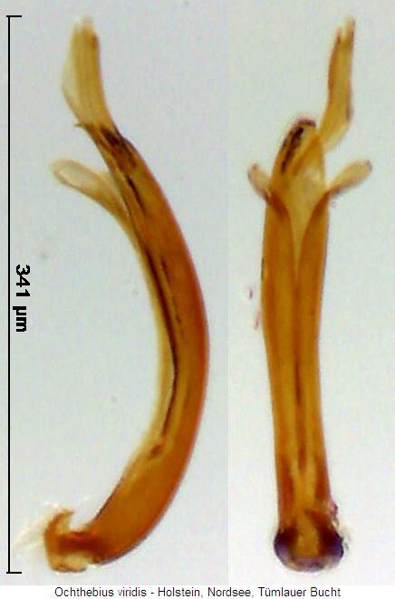 ochthebius_viridis.jpg