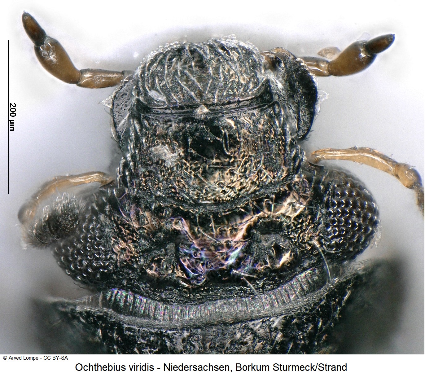 ochthebius_viridis_ck33164227_k.jpg
