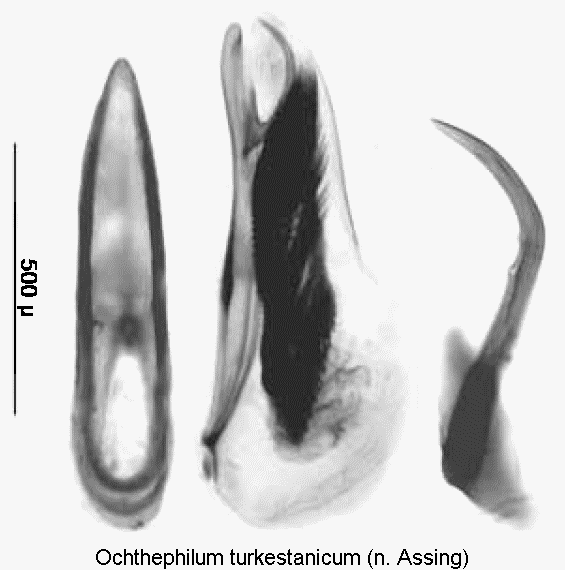 ochthephilum_turkestanicum.gif