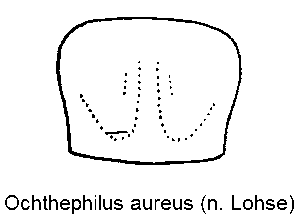 ochthephilus_aureus_hsch.gif