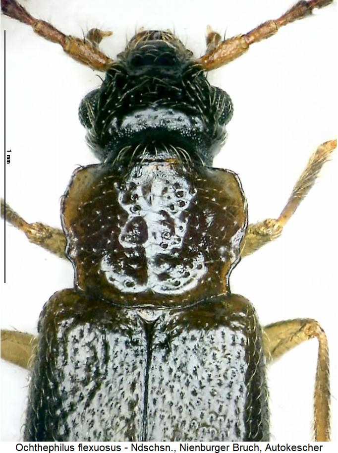 ochthephilus_flexuosus_vk.jpg
