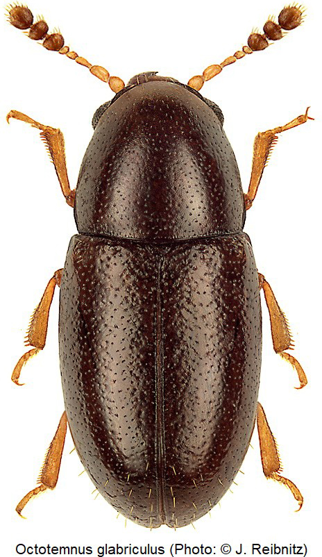 octotemnus_glabriculus_hab_rbn.jpg