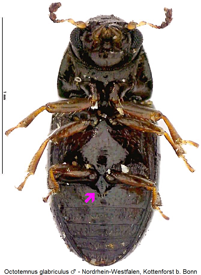 octotemnus_glabriculus_us.jpg