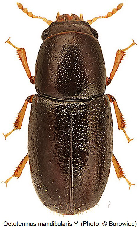 octotemnus_mandibularis_w_hab_bor.jpg