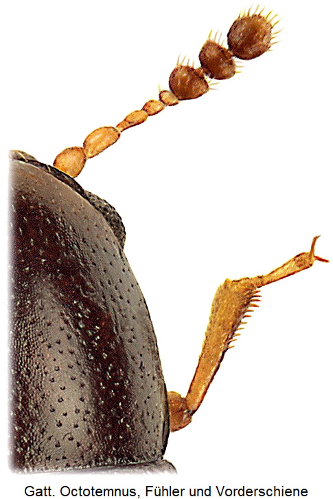 octotemnus_schiene.jpg