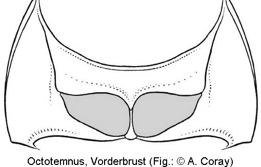 octotemnus_vorbr.jpg