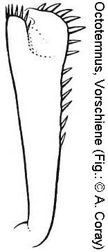 octotemnus_vorschn.jpg
