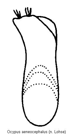 ocypus_aeneocephalus.gif