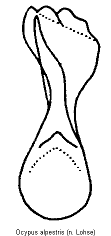 ocypus_alpestris.gif