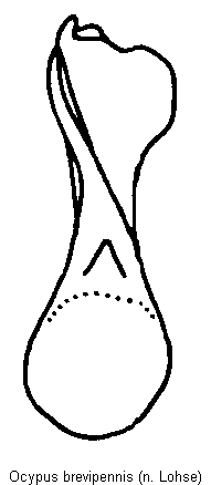 ocypus_brevipennis.gif